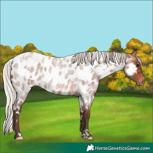 Horse Color:White Spotted Silver Brown Roan Appaloosa Rabicano 