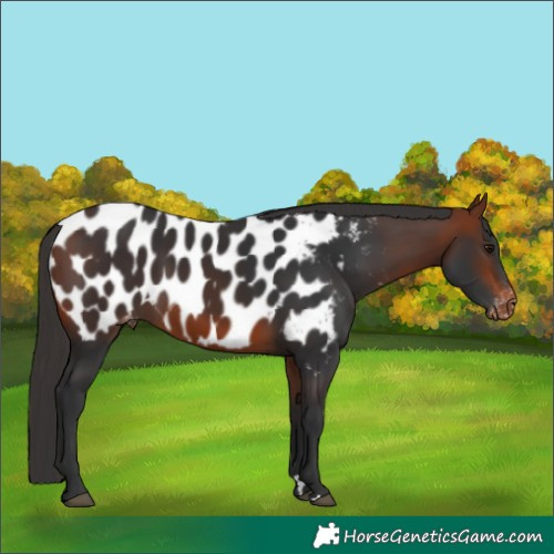 Horse Color:Bay Near Leopard 