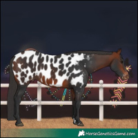 Horse Color:Bay Near Leopard 