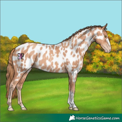 Horse Color:Gold Champagne Appaloosa  and Gold Champagne Appaloosa 