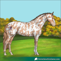 Horse Color:Gold Champagne Appaloosa and Gold Champagne Appaloosa