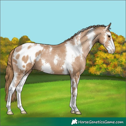 Horse Color:Black Pearl Sabino Appaloosa