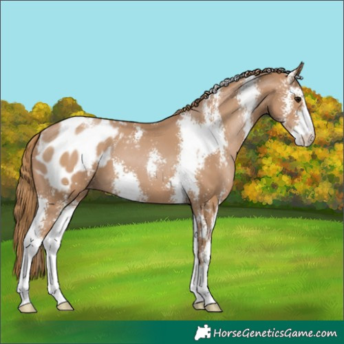 Horse Color:Black Pearl Sabino Appaloosa 