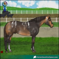 Horse Color:Powder White Buckskin