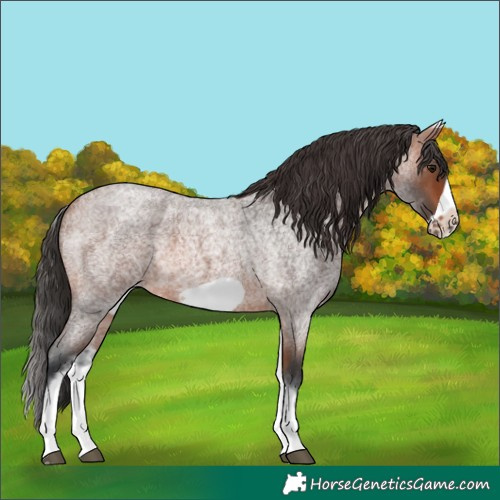 Horse Color:White Spotted Bay Roan Frame 