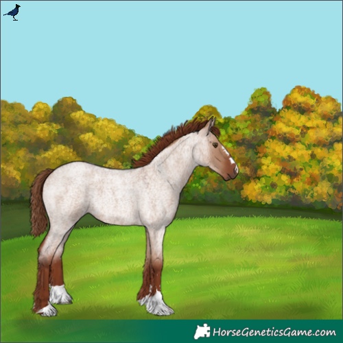 Horse Color:Red Dun Roan Rabicano 