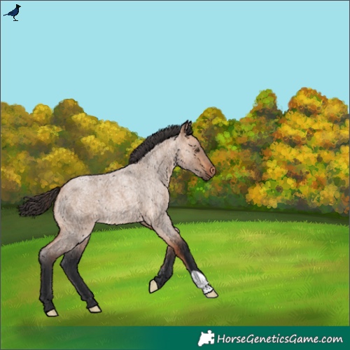 Horse Color:Bay Roan Dun