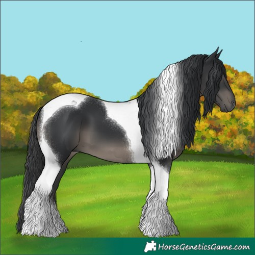 Horse Color:Black Tobiano
