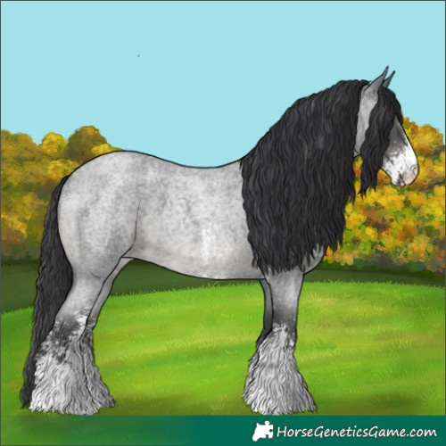 Horse Color:Blue Roan Sabino