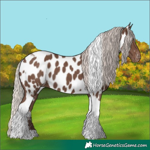 Horse Color:Silver Black Tobiano Appaloosa 