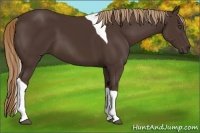 Horse Color:Liver Chestnut Tobiano