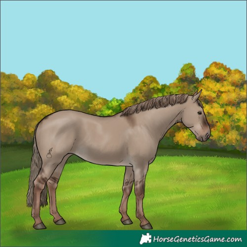Horse Color:Liver Red Dun Rabicano