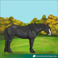 Horse Color:Black Splash 