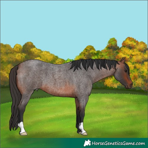 Horse Color:Bay Roan