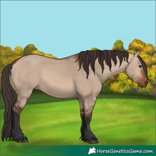 Horse Color:Bay Dun