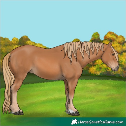 Horse Color:Chestnut 