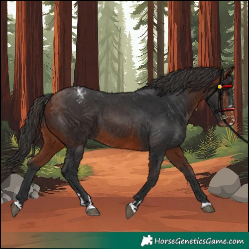 Horse Color:Bay Appaloosa
