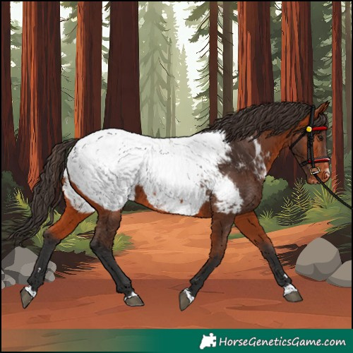 Horse Color:Bay Appaloosa 