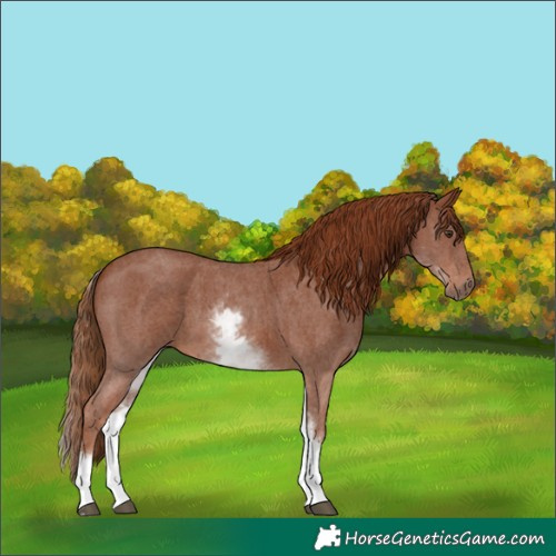Horse Color:White Spotted Chestnut Sabino 