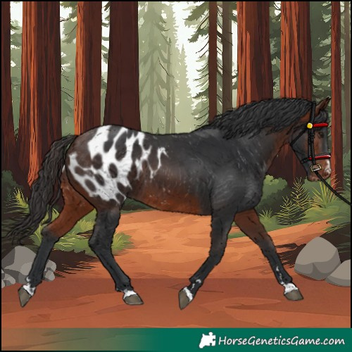 Horse Color:Bay Appaloosa 