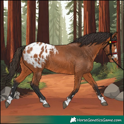 Horse Color:Bay Appaloosa 