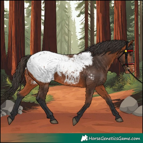 Horse Color:Bay Appaloosa 