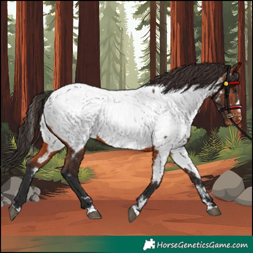 Horse Color:Bay Appaloosa 