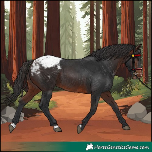 Horse Color:Brown Appaloosa 