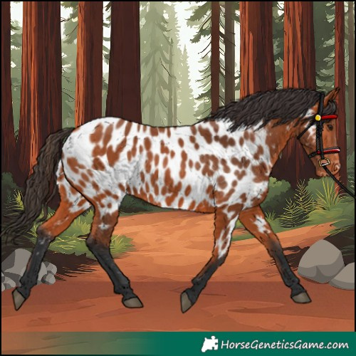Horse Color:Bay Appaloosa 