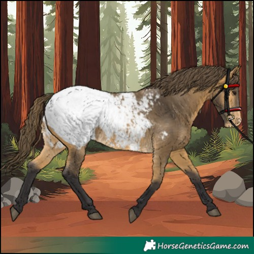 Horse Color:Buckskin Appaloosa