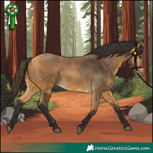 Horse Color:Buckskin 