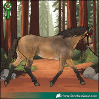 Horse Color:Buckskin