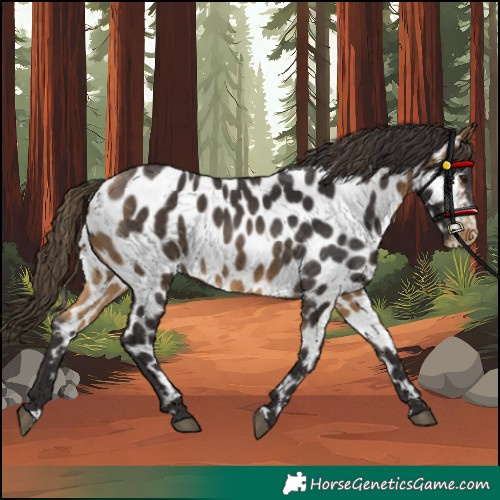 Horse Color:Buckskin Appaloosa