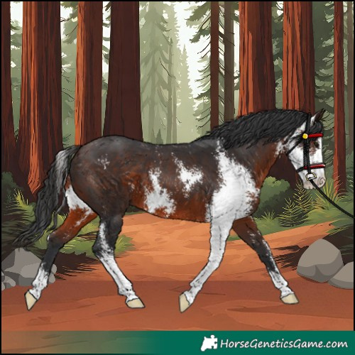 Horse Color:Brown Sabino 