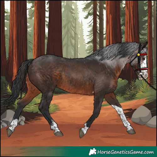 Horse Color:Brown Sabino Tobiano Rabicano