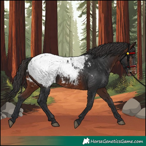 Horse Color:Brown Appaloosa