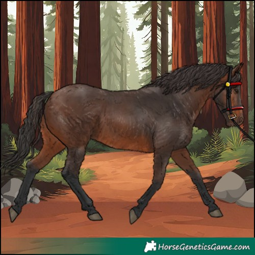 Horse Color:Brown 