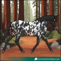 Horse Color:Brown Near Leopard 
