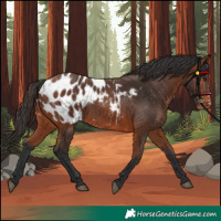 Horse Color:Bay Appaloosa 