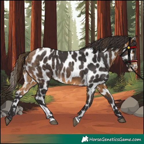 Horse Color:Buckskin Appaloosa 