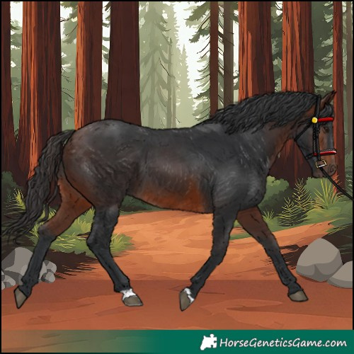 Horse Color:Brown 