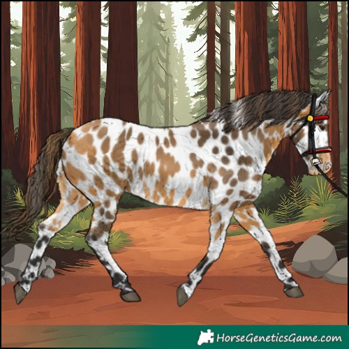 Horse Color:Buckskin Appaloosa