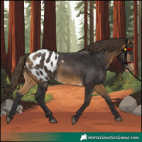 Horse Color:Buckskin Appaloosa