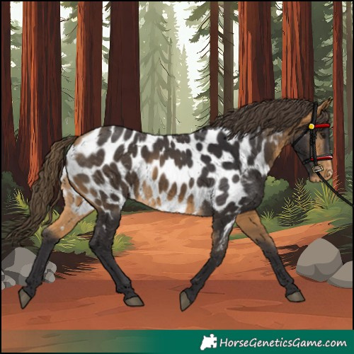 Horse Color:Buckskin Appaloosa