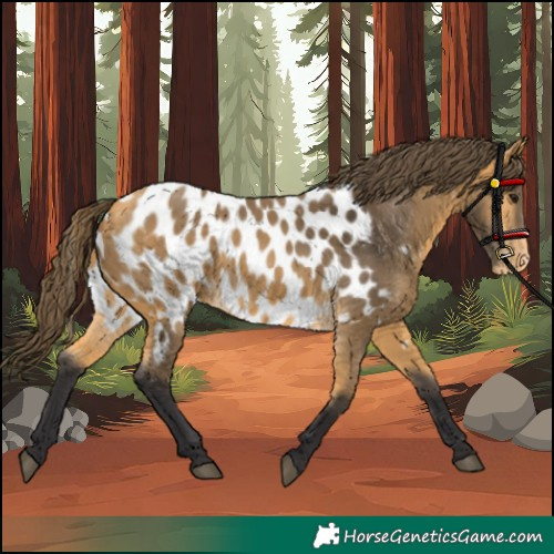 Horse Color:Buckskin Appaloosa 