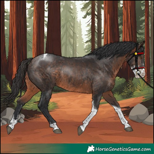 Horse Color:Brown Sabino Tobiano Rabicano