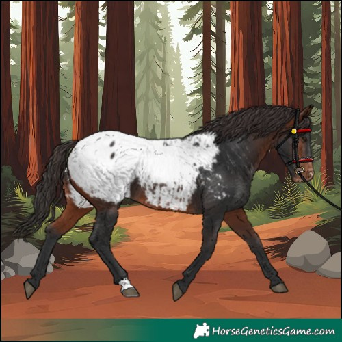 Horse Color:Bay Snowcap 