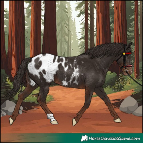 Horse Color:Liver Chestnut Appaloosa 