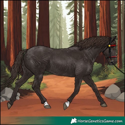 Horse Color:Liver Chestnut 