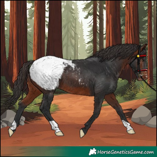 Horse Color:Bay Appaloosa 